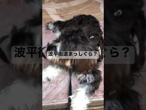【平和】へーわ♯ミニチュアシュナウザー♯シュナウザー♯ Miniature Schnauzer♯愛犬