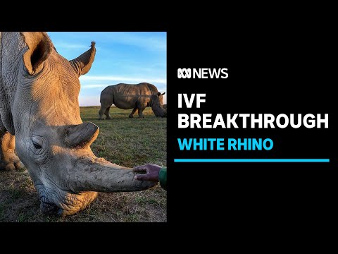 IVF breakthrough could revive nearly extinct rhino | ABC News