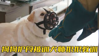 [問卦] 台灣養狗的人有找馴犬師嗎？