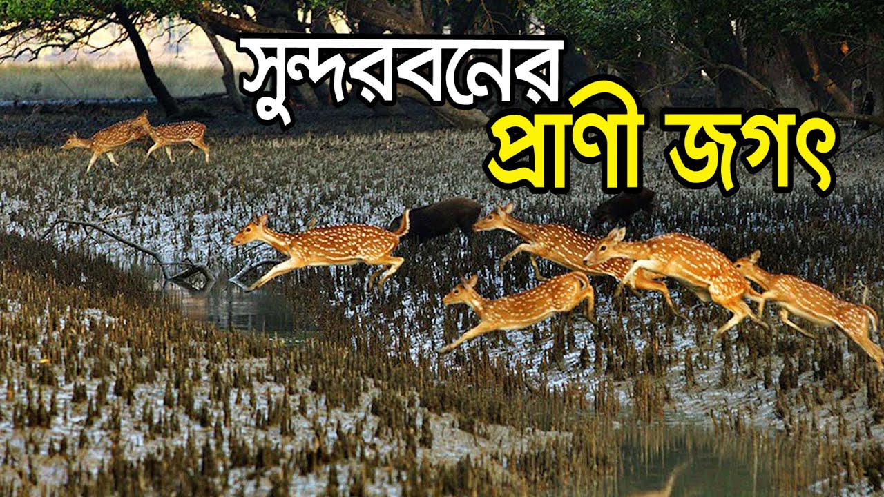সুন্দরবনের প্রাণী জগৎ | Animal | Fauna | Sundarban