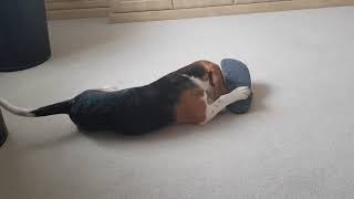 Rex & Roc The Beagle's Dads Slipper