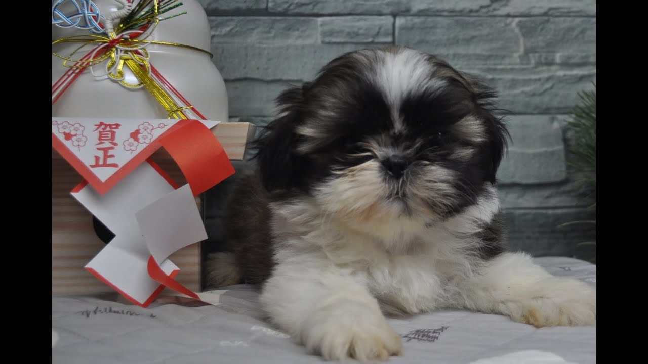 チココまま’の愛娘ちゃん☆彡202500116