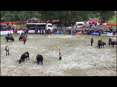 , title : 'Cow-Fighting | Evolène, Valais, Switzerland 🇨🇭'