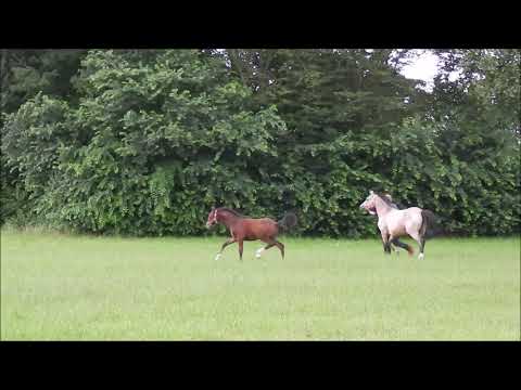 Next Generation N (FS Numero Uno - Der feine Lord AT -  Valentino)