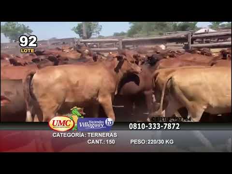 Lote 150 Terneras en Gral. San Martín, Chaco