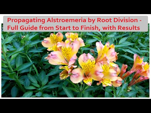 Propagating Alstroemeria by Root Division - a Detailed Guide, with Results