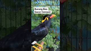 Download lagu Suara Burung Beo Gacor #shorts mp3