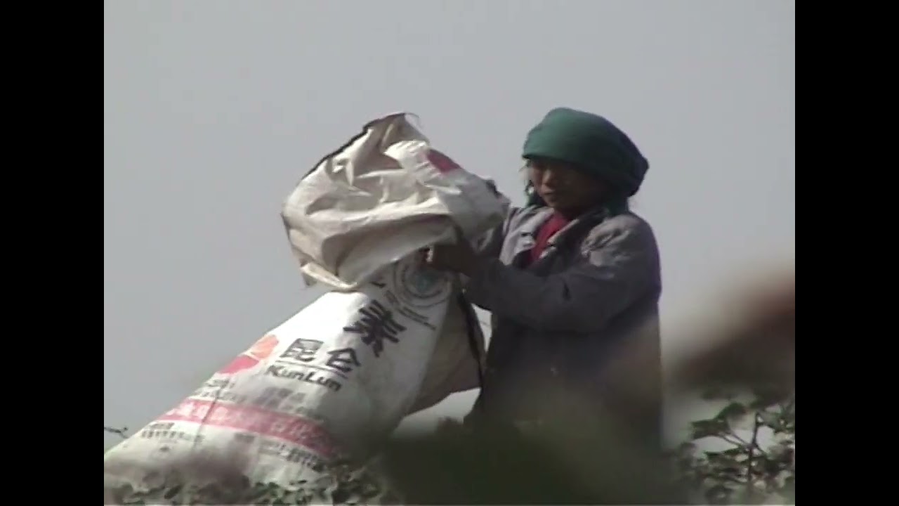 Cotton is the clouds in the sky - TRAILER