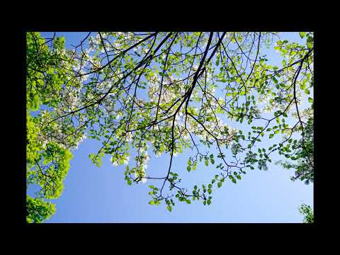 VOCES8 - Sibelius - This Is My Song (Finlandia)