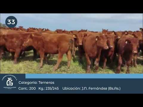 Lote Te Hembras - Juan N Fernández Bs As