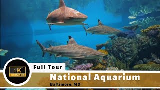 The National Aquarium (Baltimore) Full Tour and Review