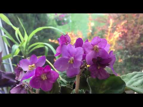 🌼🌺Another new beautiful African Violet Saintpaulia houseplant🌺🌼