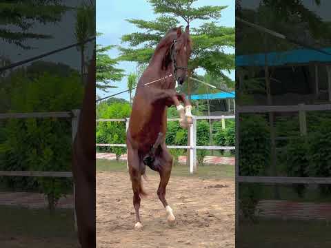 Uttam on fire 🔥 #sabarfarm #india #shortvideos #youtubeshorts #animals