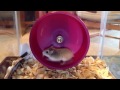 [10 Hours] Richard the Hamster in his Hamster Wheel [1080HD] SlowTV