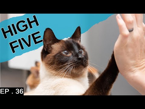 Teaching our Siamese Cat high five (and other tricks)