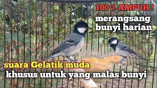 Download lagu suara gelatik muda khusus untuk merangsang bunyi harian 100 % ampuh untuk pancingan gelatik batu mp3