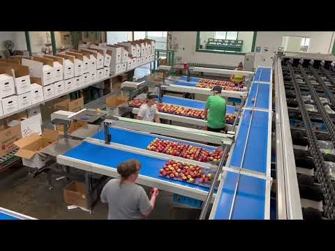 Forrence Orchards Introduces New Packhouse Machine - YouTube