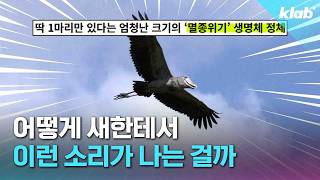 아니 들어보세요 진짜 총소리였다고요｜크랩