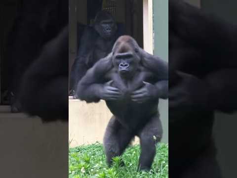 Gorilla Massive Chest-Beating! #gorilla #kiyomasa #shabani