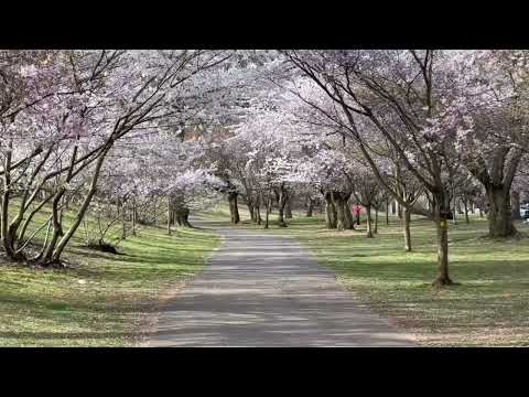 NJ Cherry Blossoms