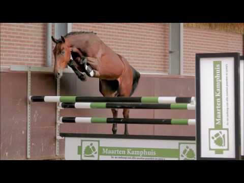 (Sold UK) Gelding, born 2014 by Etoulon x Pharaon xx