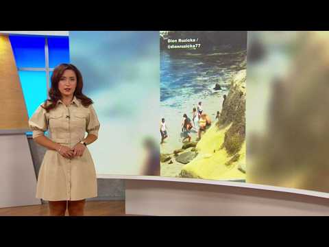Даже морские львы устали от людей