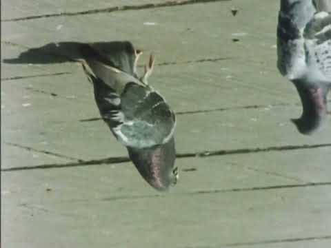 Peter Serafinowicz - Birds of Britain - (Look Around You Series 2 Extra)