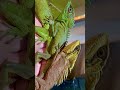 Natalia Forest Dragons