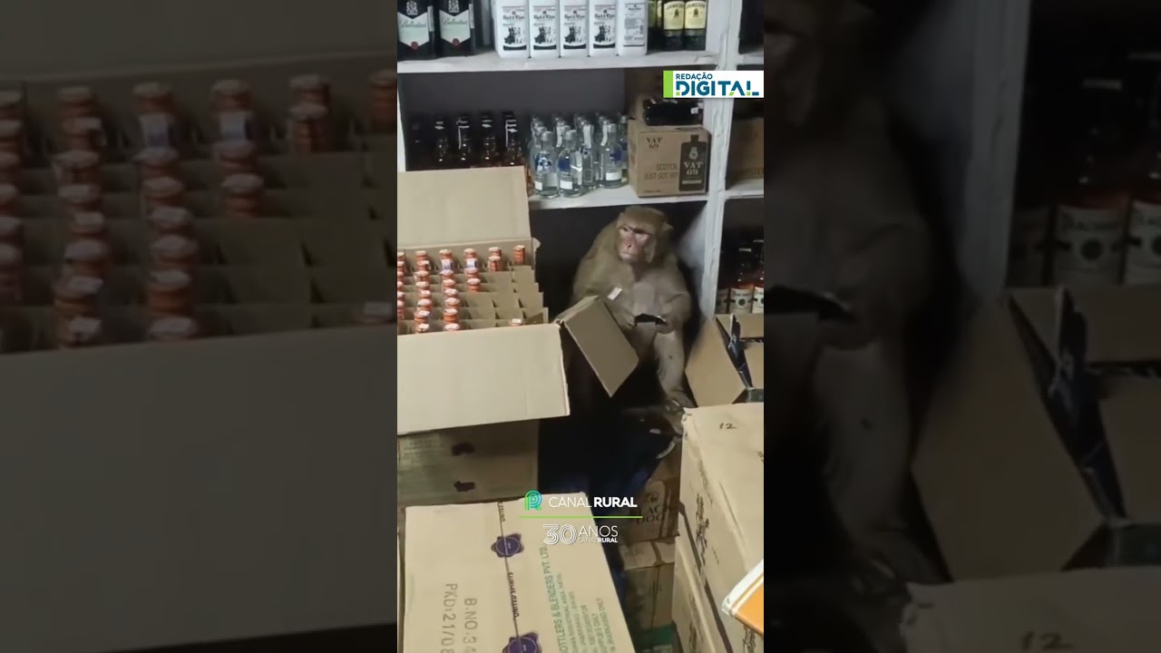Macaca abre garrafa e bebe álcool dentro de comércio antes de atacar trabalhador