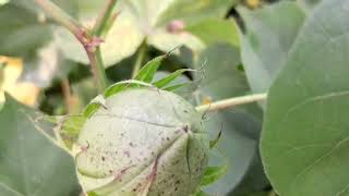 তুলার অবস্থা বর্ণনাৃ