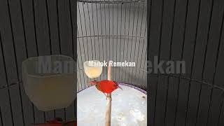 Download lagu SEPAH RAJA EKOR MERAH GACOR COCOK UNTUK MASTERAN mp3