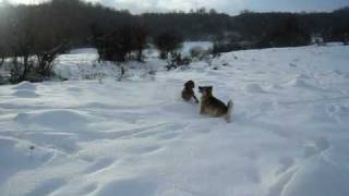 preview picture of video 'hungarian vizsla in -20 C'