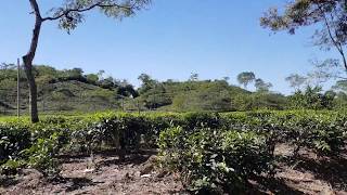 preview picture of video 'Khadimnagar Tea Garden,  Khadimnagar, Sylhet'
