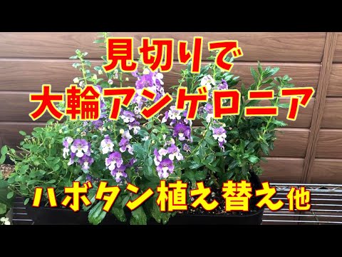 アンゲロニア、天使の顔 植物