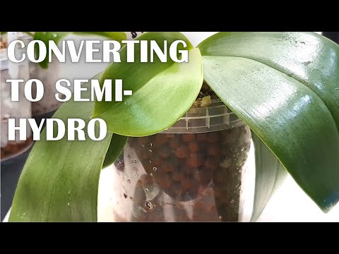 , title : 'Converting Orchids to Semi-Hydro | My Method - Tips for Successful Adaptation | Phalaenopsis Orchid'