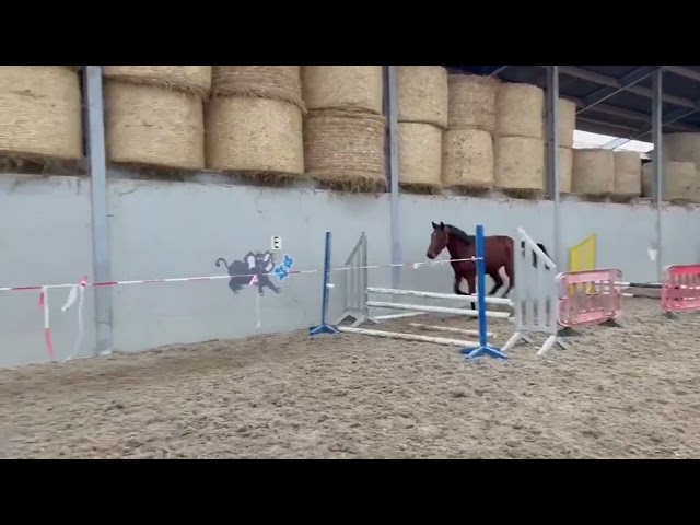 Entire Zangersheide For sale 2023 Bay