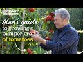 Caring For Tomatoes