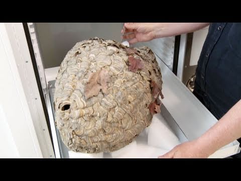 Inside the Collections: Wasps