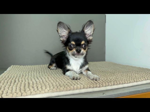 (子犬) 犬種:チワワ・ロングコート 男の子 ブリーダー マロニエケンネル MARRONNIER KENNEL k4094の画像