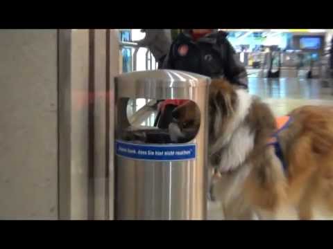 Behindertenbegleithund Candas