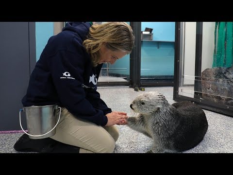 水族館愛情故事》中的 "獺兔般的愛情" ("A Love Like No Otter" from Aquarium Love Stories)