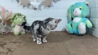 アメリカンショートヘアの動画01