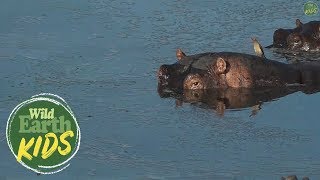 How Long Can a Hippo Hold Their Breath?