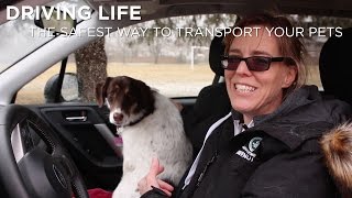 The safest way for dogs to ride in the car | Driving.ca