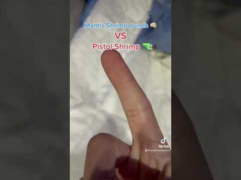 Mantis Shrimp vs Pistol Shrimp