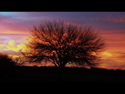 Romancing the Sound: Honoring Carlos Guastavino on the 20th Anniversary of his Death