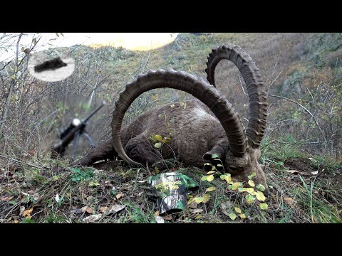 Steinbockjagd in Kasachstan – Monster 139 cm Steinbock auf der Strecke!