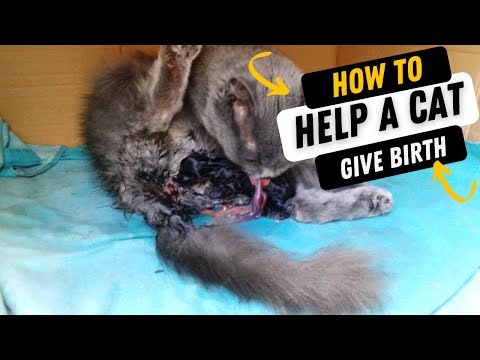 YouTube video about When your cat is giving birth