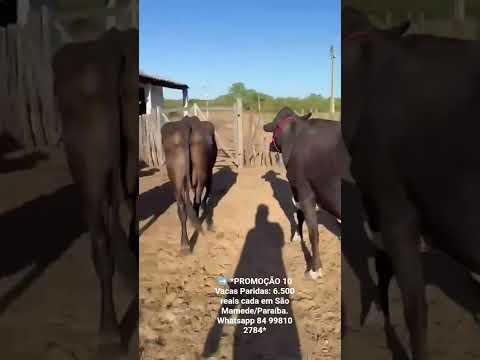 10 Vacas Paridas: 6.500 reais cada em São Mamede/Paraíba. Whatsapp 84 99810 2784* #gado
