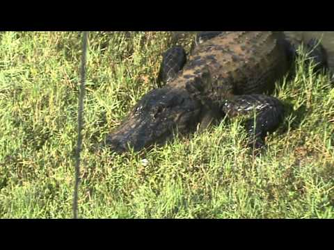 Смотреть видео Смотреть видео